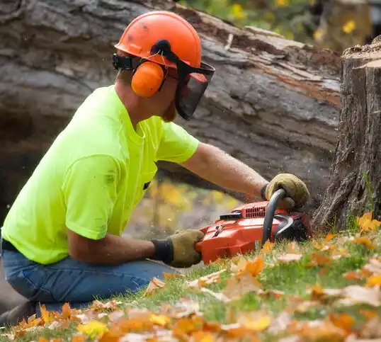 tree services Chili